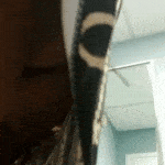 caprice nude gifs